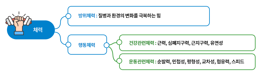 성인기 체력의 분류- 하단 설명참고