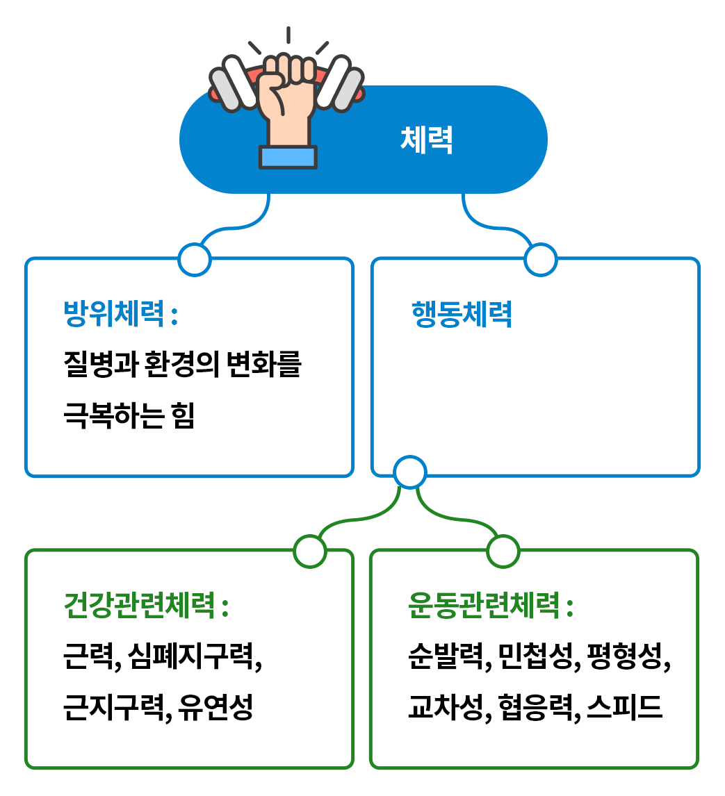 성인기 체력의 분류-모바일